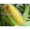 Hot Sale Hybrid Sweet Corn Seeds For Sale